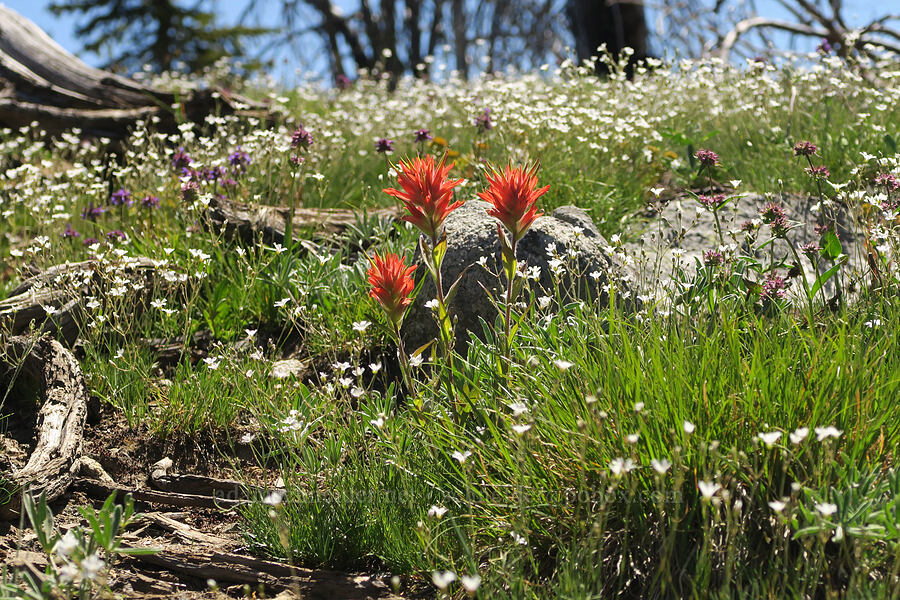 wildflowers (Castilleja miniata, Eremogone capillaris (Arenaria capillaris), Penstemon sp.) [Freezeout Ridge Trail, Okanogan-Wenatchee National Forest, Okanogan County, Washington]