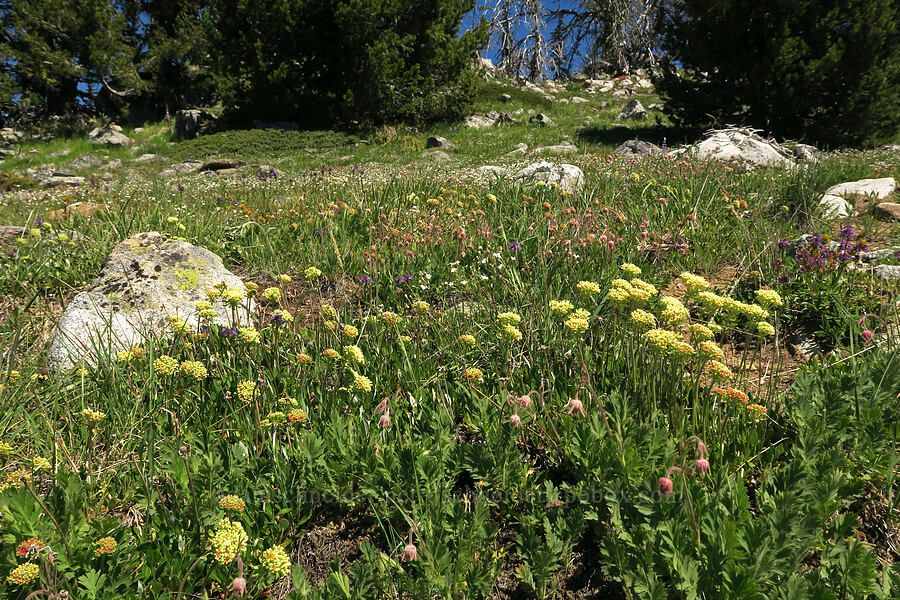 wildflowers (Eriogonum umbellatum, Geum triflorum, Eremogone capillaris (Arenaria capillaris), Penstemon sp.) [Freezeout Ridge Trail, Okanogan-Wenatchee National Forest, Okanogan County, Washington]