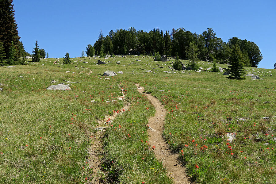trail through wildflowers [Freezeout Ridge Trail, Okanogan-Wenatchee National Forest, Okanogan County, Washington]
