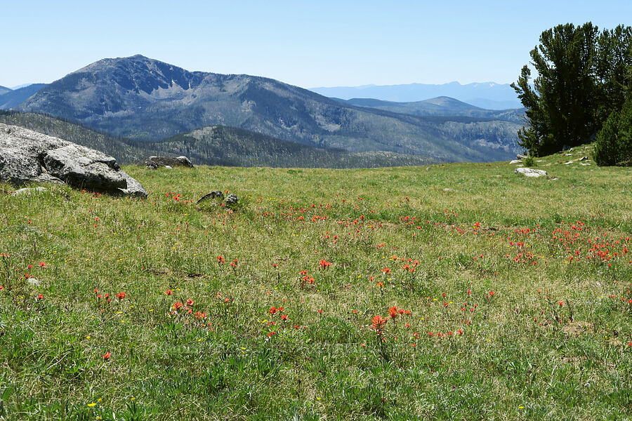 wildflowers & Old Baldy [Freezeout Ridge Trail, Okanogan-Wenatchee National Forest, Okanogan County, Washington]