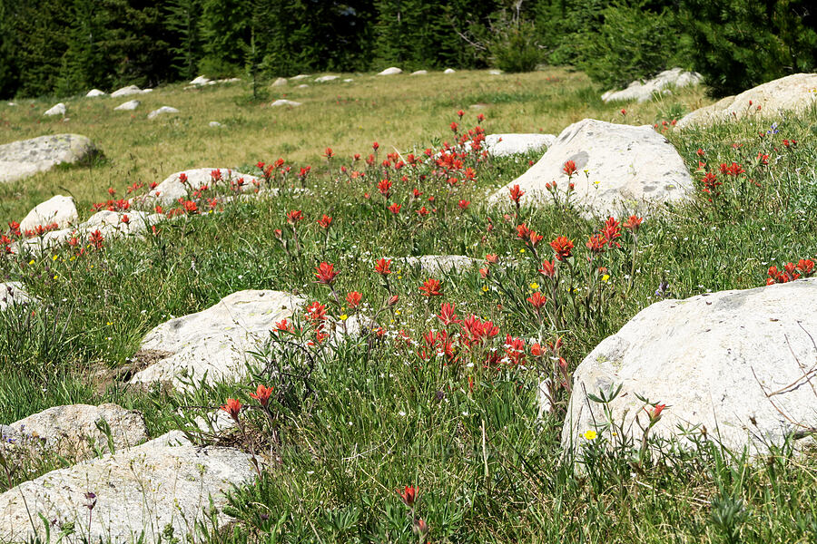 wildflowers (Castilleja elmeri, Eremogone capillaris (Arenaria capillaris), Potentilla sp.) [Freezeout Ridge Trail, Okanogan-Wenatchee National Forest, Okanogan County, Washington]