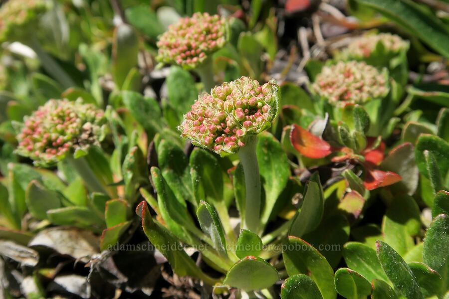 sulphur-flower buckwheat (Eriogonum umbellatum) [Freezeout Ridge Trail, Okanogan-Wenatchee National Forest, Okanogan County, Washington]