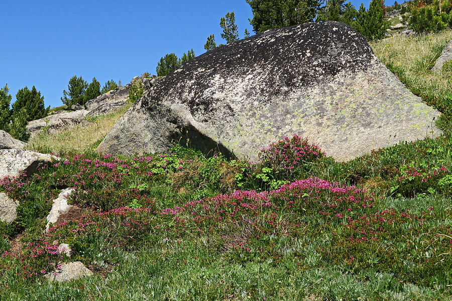 pink mountain heather (Phyllodoce empetriformis) [Freezeout Ridge Trail, Okanogan-Wenatchee National Forest, Okanogan County, Washington]