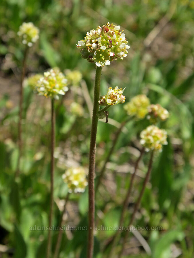 saxifrage (Micranthes sp. (Saxifraga sp.)) [Tiffany Mountain, Okanogan-Wenatchee National Forest, Okanogan County, Washington]