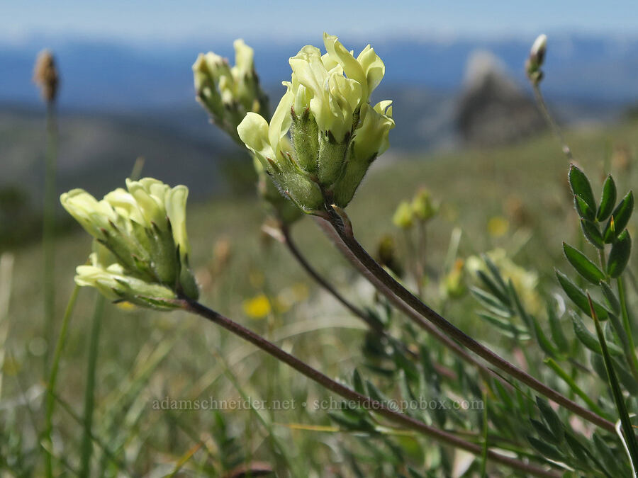 yellow locoweed (Oxytropis campestris var. cusickii) [Tiffany Mountain, Okanogan-Wenatchee National Forest, Okanogan County, Washington]