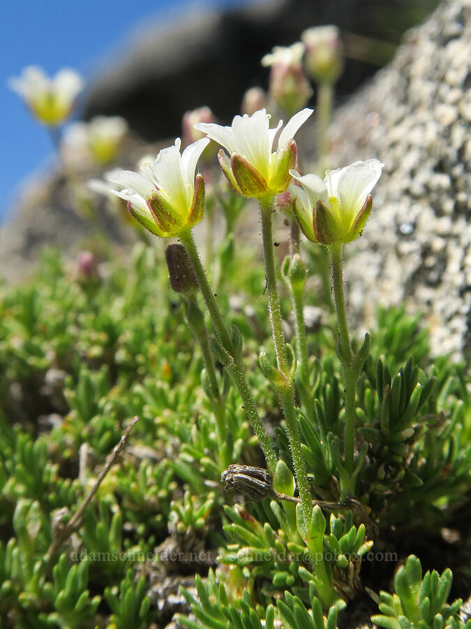 alpine sandwort (Minuartia obtusiloba (Cherleria obtusiloba) (Arenaria obtusiloba)) [Tiffany Mountain, Okanogan-Wenatchee National Forest, Okanogan County, Washington]