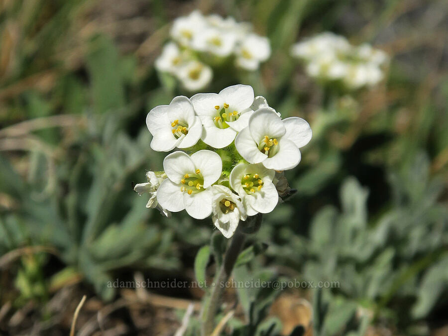 alpine smelowskia (Smelowskia americana (Smelowskia calycina var. americana)) [Tiffany Mountain, Okanogan-Wenatchee National Forest, Okanogan County, Washington]