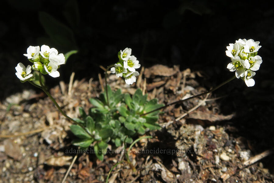 white draba (Draba sp.) [Tiffany Mountain, Okanogan-Wenatchee National Forest, Okanogan County, Washington]