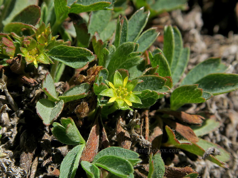 creeping sibbaldia (Sibbaldia procumbens (Potentilla sibbaldii)) [Tiffany Mountain, Okanogan-Wenatchee National Forest, Okanogan County, Washington]