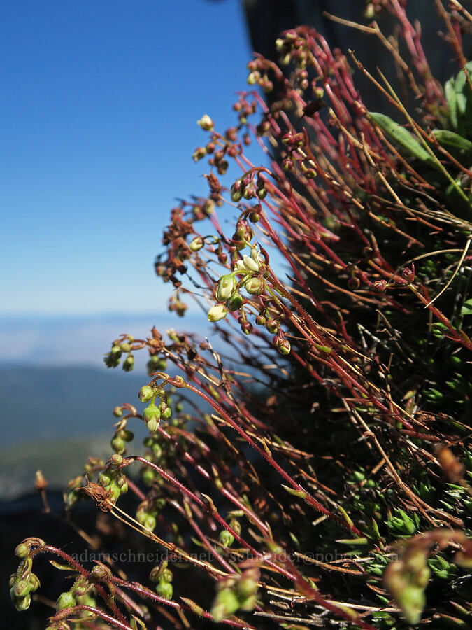 spotted saxifrage (Saxifraga bronchialis ssp. austromontana (Saxifraga austromontana)) [Tiffany Mountain, Okanogan-Wenatchee National Forest, Okanogan County, Washington]