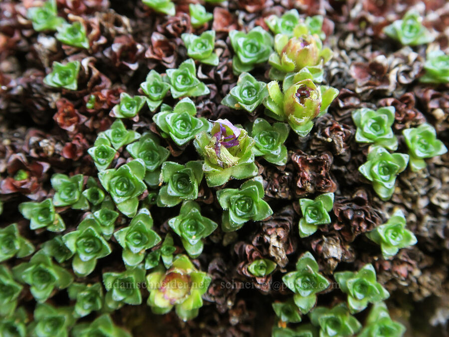 purple saxifrage, fading (Saxifraga oppositifolia) [Tiffany Mountain, Okanogan-Wenatchee National Forest, Okanogan County, Washington]