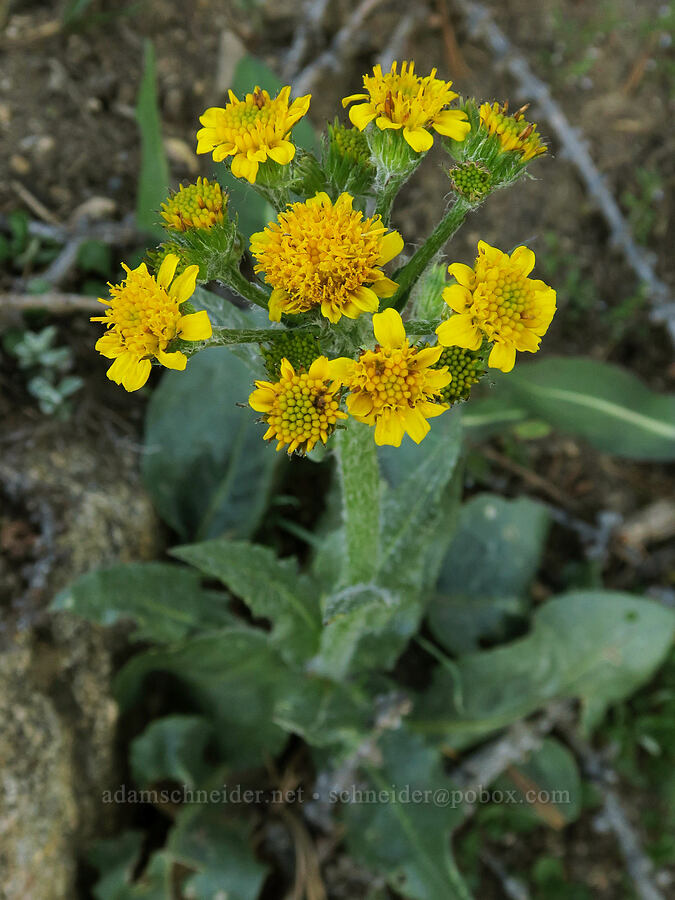 Elmer's ragwort (Senecio elmeri) [North Summit Trail, Okanogan-Wenatchee National Forest, Okanogan County, Washington]