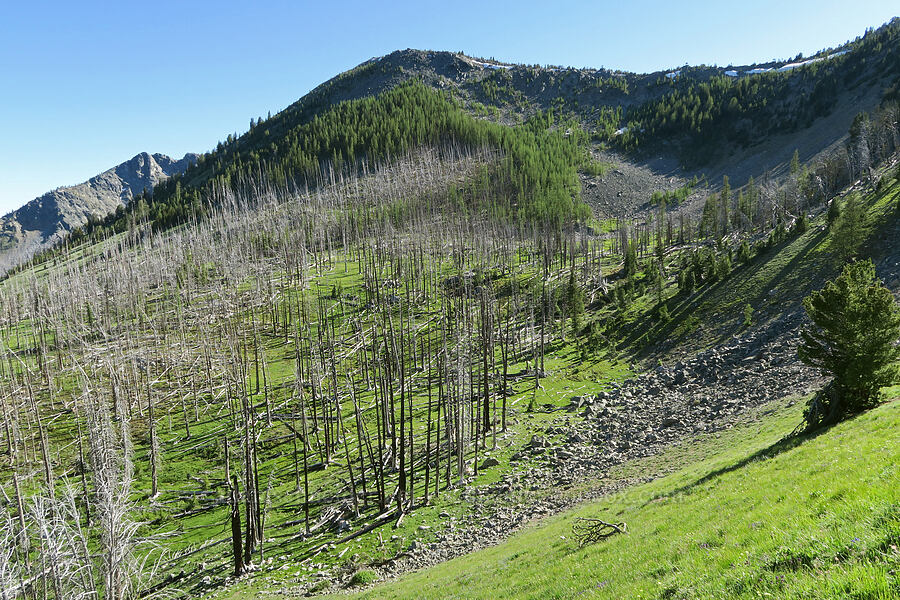burned basin below Whistler Pass [North Summit Trail, Okanogan-Wenatchee National Forest, Okanogan County, Washington]