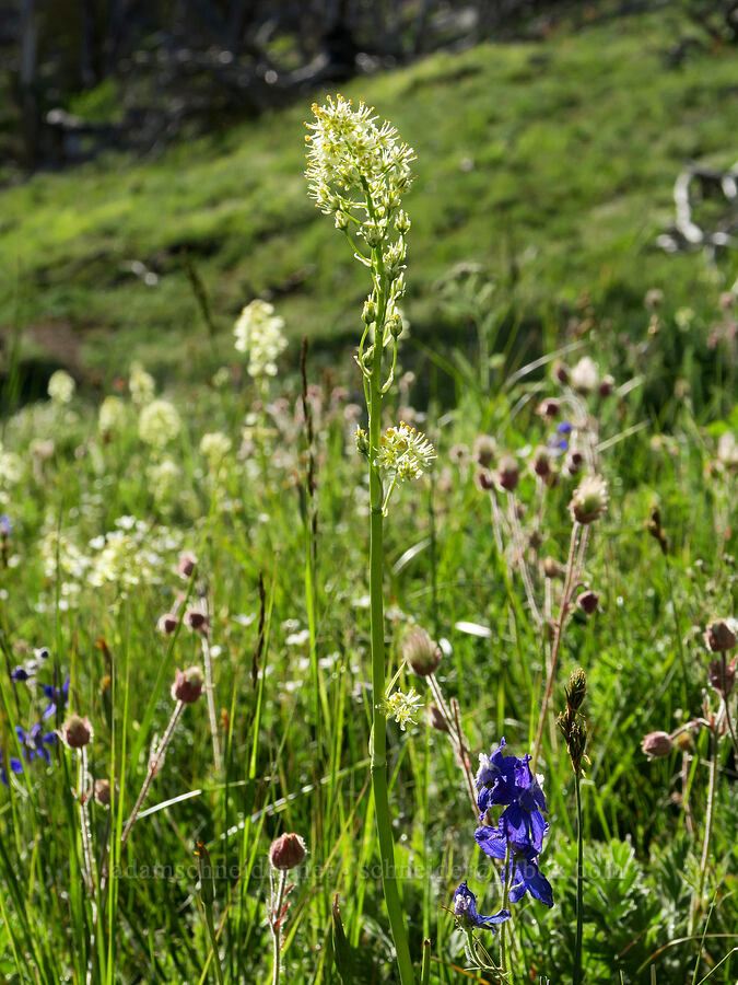 wildflowers (Toxicoscordion paniculatum (Zigadenus paniculatus), Geum triflorum, Delphinium nuttallianum) [North Summit Trail, Okanogan-Wenatchee National Forest, Okanogan County, Washington]