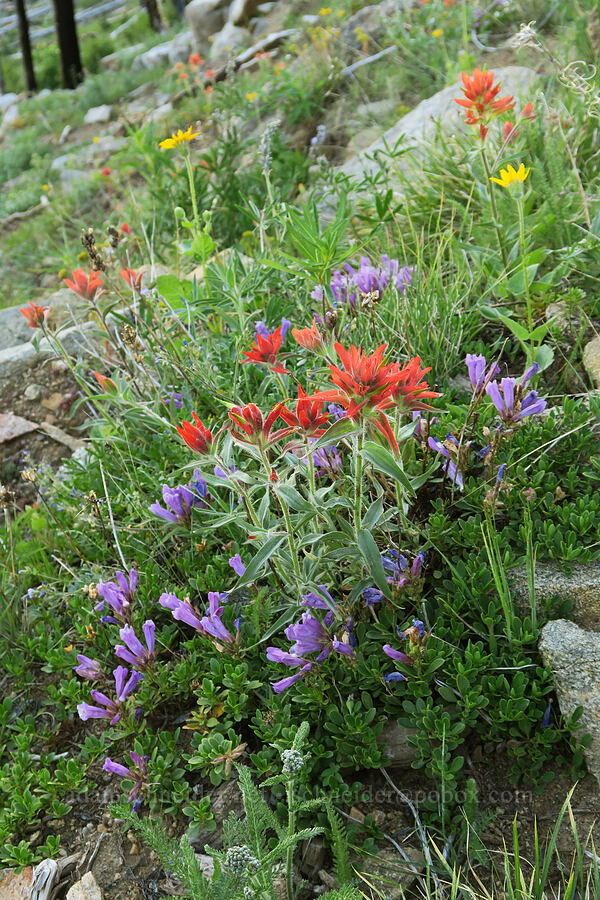 wildflowers (Castilleja elmeri, Penstemon davidsonii, Arnica sp.) [Tiffany Lake Trail, Okanogan-Wenatchee National Forest, Okanogan County, Washington]