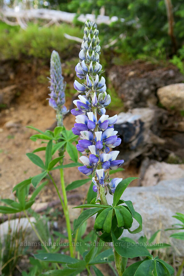lupine (Lupinus sp.) [Tiffany Lake Trail, Okanogan-Wenatchee National Forest, Okanogan County, Washington]