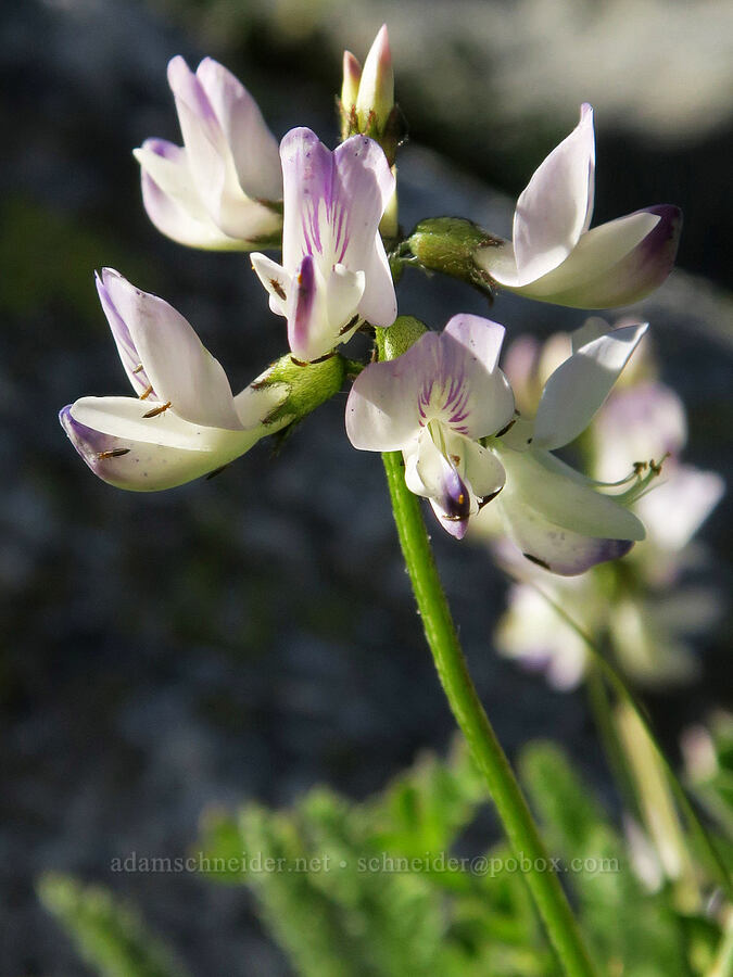 alpine milk-vetch (Astragalus alpinus) [Tiffany Lake Trail, Okanogan-Wenatchee National Forest, Okanogan County, Washington]