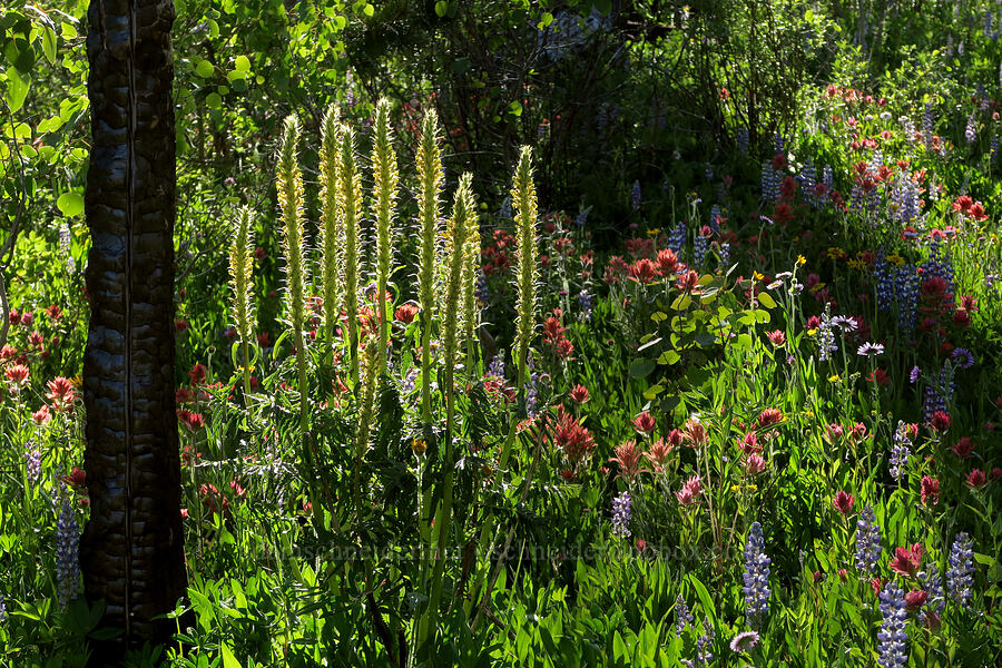 wildflowers (Pedicularis bracteosa, Castilleja elmeri, Lupinus sp., Arnica sp.) [Tiffany Lake Trail, Okanogan-Wenatchee National Forest, Okanogan County, Washington]