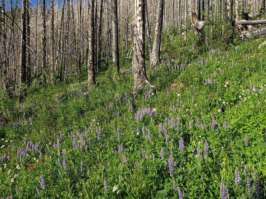 wildflowers & burned trees (Lupinus sp., Valeriana sitchensis, Arnica sp., Castilleja sp.) [Tiffany Lake Trail, Okanogan-Wenatchee National Forest, Okanogan County, Washington]