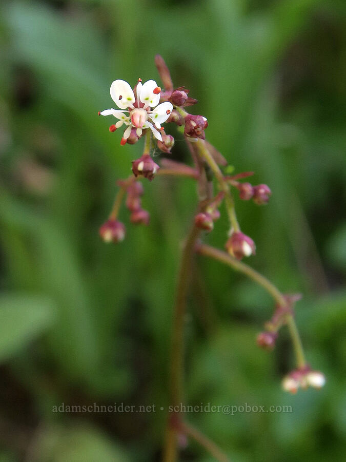 brook saxifrage (Micranthes odontoloma (Saxifraga odontoloma)) [Tiffany Lake Trail, Okanogan-Wenatchee National Forest, Okanogan County, Washington]