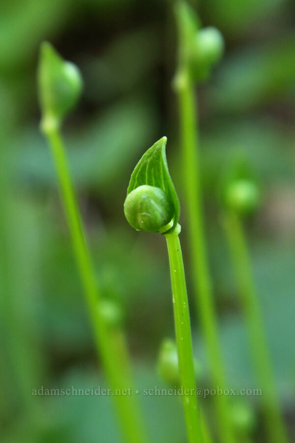 fringed grass-of-Parnassus, budding (Parnassia fimbriata) [Tiffany Lake Trail, Okanogan-Wenatchee National Forest, Okanogan County, Washington]