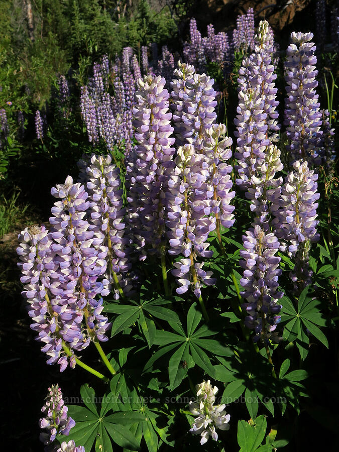 lupines (Lupinus sp.) [Tiffany Lake Trail, Okanogan-Wenatchee National Forest, Okanogan County, Washington]