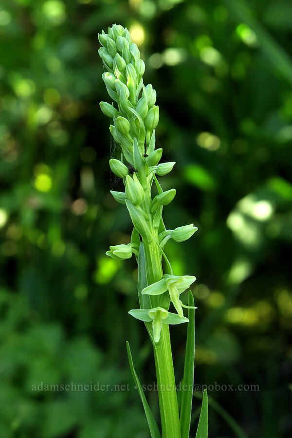 green bog orchid (Platanthera stricta (Piperia stricta)) [Tiffany Lake Trail, Okanogan-Wenatchee National Forest, Okanogan County, Washington]