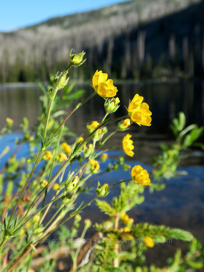 Nuttall's cinquefoil (Potentilla gracilis var. fastigiata (Potentilla gracilis var. nuttallii)) [Tiffany Lake Trail, Okanogan-Wenatchee National Forest, Okanogan County, Washington]