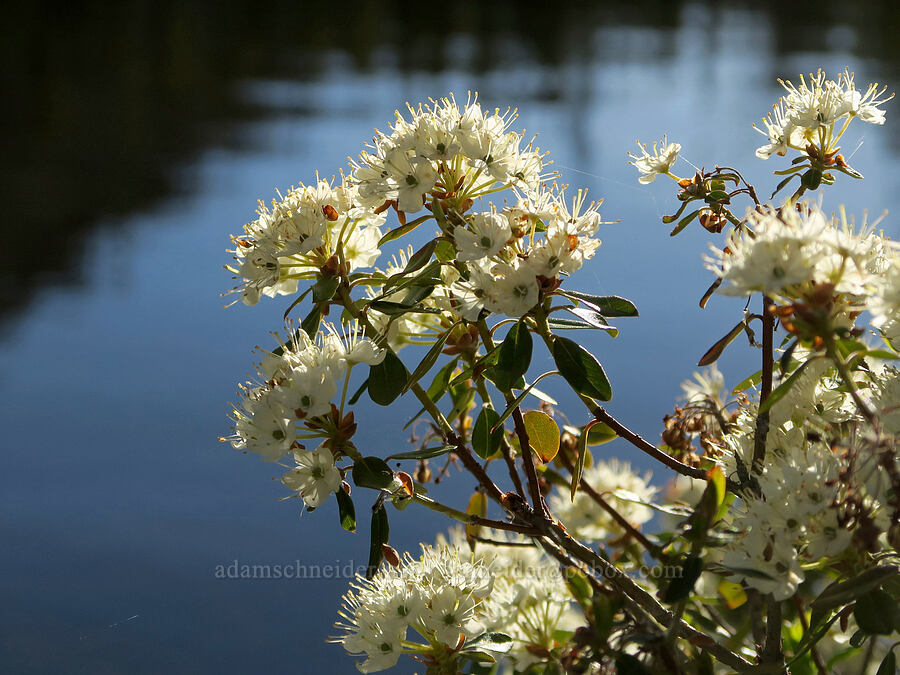 trapper's tea (Rhododendron neoglandulosum (Rhododendron columbianum) (Ledum glandulosum)) [Tiffany Lake Trail, Okanogan-Wenatchee National Forest, Okanogan County, Washington]