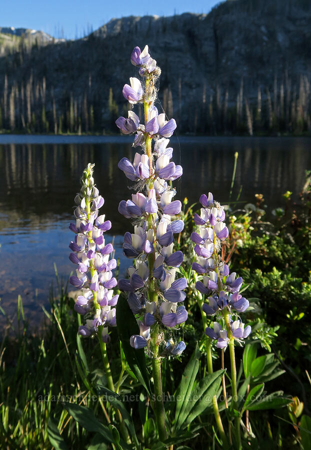 lupines (Lupinus sp.) [Tiffany Lake Trail, Okanogan-Wenatchee National Forest, Okanogan County, Washington]