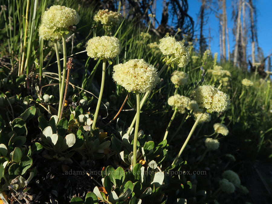 subalpine sulphur-flower buckwheat (Eriogonum umbellatum var. majus (Eriogonum subalpinum)) [Tiffany Lake Trail, Okanogan-Wenatchee National Forest, Okanogan County, Washington]