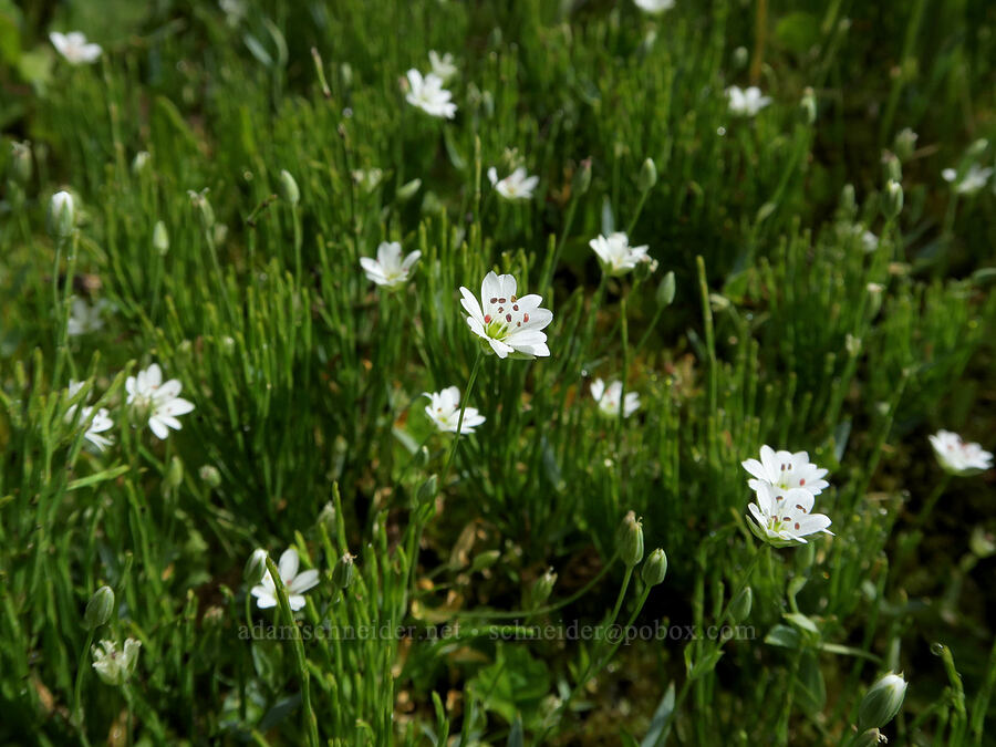 long-stalk starwort (Stellaria longipes) [Parachute Meadow, Okanogan-Wenatchee National Forest, Okanogan County, Washington]