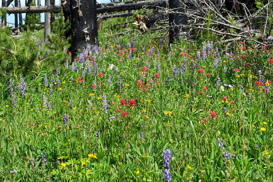 wildflowers (Castilleja miniata, Lupinus sp., Arnica sp., Erigeron glacialis var. glacialis) [Parachute Meadow, Okanogan-Wenatchee National Forest, Okanogan County, Washington]