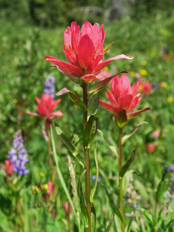 pink paintbrush (Castilleja miniata) [Parachute Meadow, Okanogan-Wenatchee National Forest, Okanogan County, Washington]