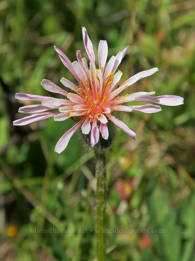pink agoseris (Agoseris aurantiaca var. carnea (Agoseris lackschewitzii)) [Parachute Meadow, Okanogan-Wenatchee National Forest, Okanogan County, Washington]