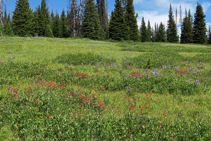 wildflowers (Castilleja miniata, Lupinus sp., Salix sp.) [Parachute Meadow, Okanogan-Wenatchee National Forest, Okanogan County, Washington]