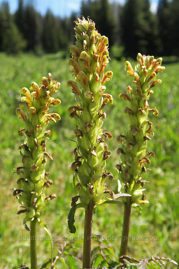 bracted lousewort (Pedicularis bracteosa) [Parachute Meadow, Okanogan-Wenatchee National Forest, Okanogan County, Washington]