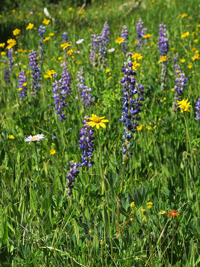 wildflowers (Arnica sp., Lupinus sp., Erigeron glacialis var. glacialis, Agoseris aurantiaca) [Parachute Meadow, Okanogan-Wenatchee National Forest, Okanogan County, Washington]
