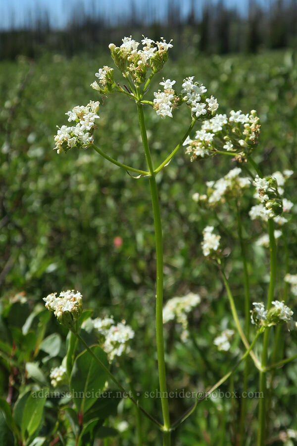 marsh valerian (Valeriana dioica var. sylvatica) [Parachute Meadow, Okanogan-Wenatchee National Forest, Okanogan County, Washington]