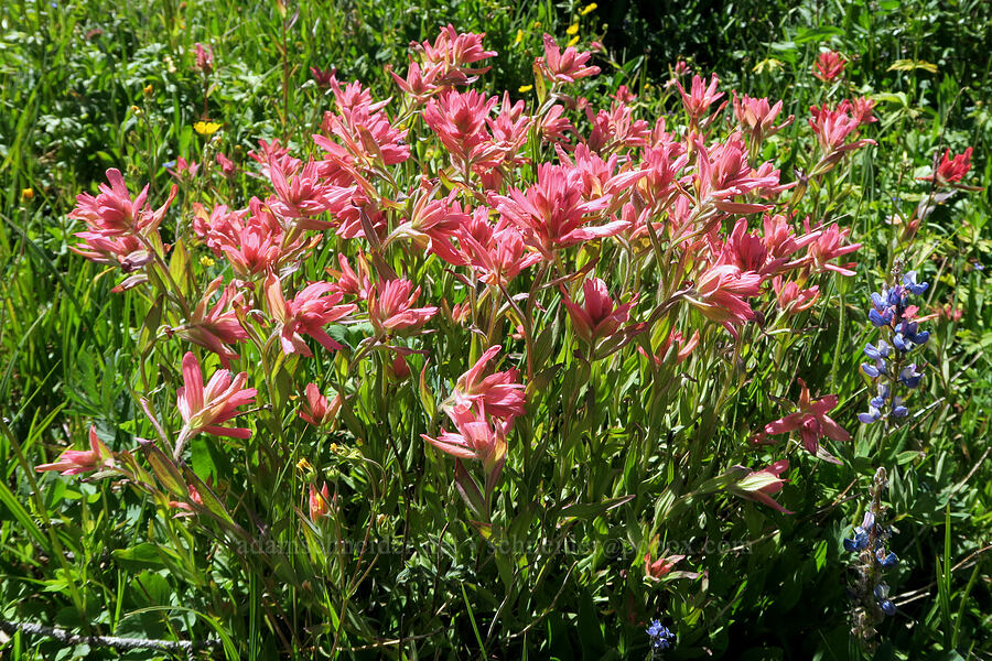 pink paintbrush (Castilleja miniata) [Parachute Meadow, Okanogan-Wenatchee National Forest, Okanogan County, Washington]