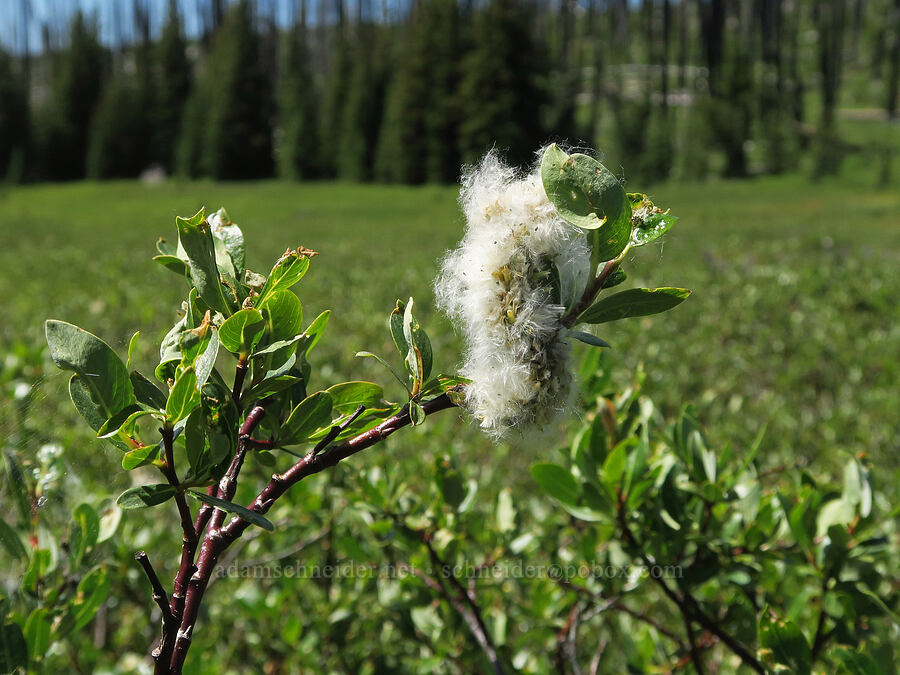 Scouler's willow (Salix scouleriana) [Parachute Meadow, Okanogan-Wenatchee National Forest, Okanogan County, Washington]
