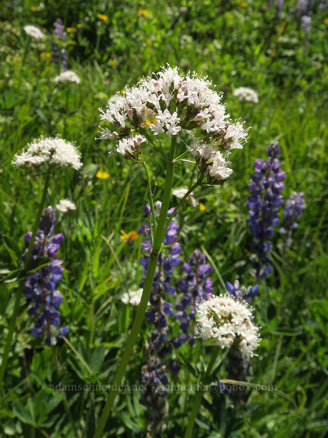 Sitka valerian (Valeriana sitchensis) [Parachute Meadow, Okanogan-Wenatchee National Forest, Okanogan County, Washington]