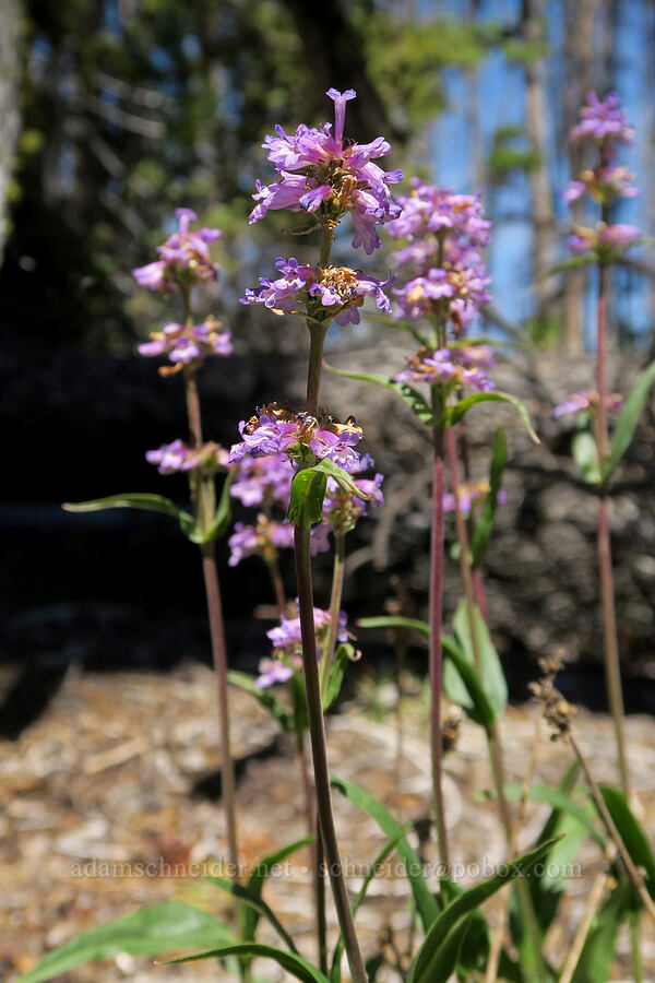 small-flower penstemon (Penstemon procerus) [South Twentymile Meadows, Okanogan-Wenatchee National Forest, Okanogan County, Washington]