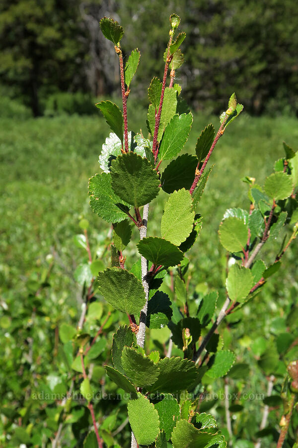 dwarf birch (Betula glandulosa) [South Twentymile Meadows, Okanogan-Wenatchee National Forest, Okanogan County, Washington]