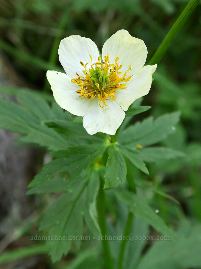 white globe-flower (Trollius albiflorus (Trollius laxus ssp. albiflorus)) [South Twentymile Meadows, Okanogan-Wenatchee National Forest, Okanogan County, Washington]