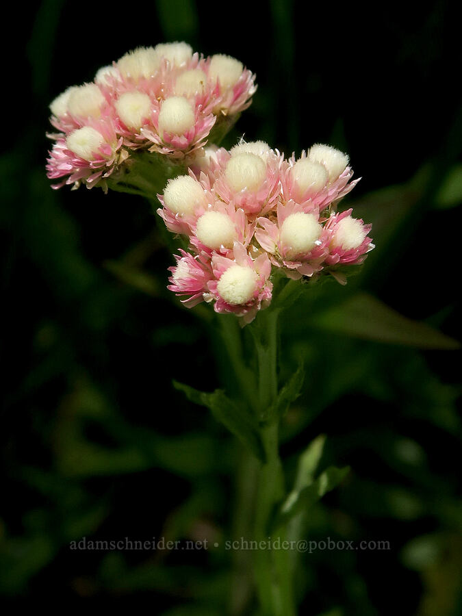 rosy pussy-toes (Antennaria rosea (Antennaria microphylla)) [South Twentymile Meadows, Okanogan-Wenatchee National Forest, Okanogan County, Washington]