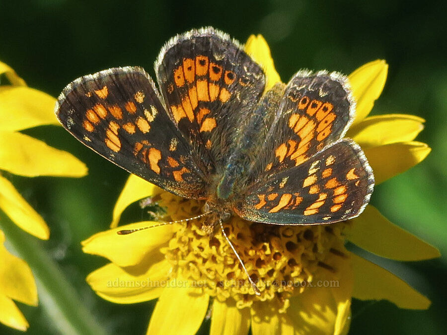 field crescent butterfly on arnica (Phyciodes pulchella, Arnica sp.) [Forest Road 39, Okanogan-Wenatchee National Forest, Okanogan County, Washington]