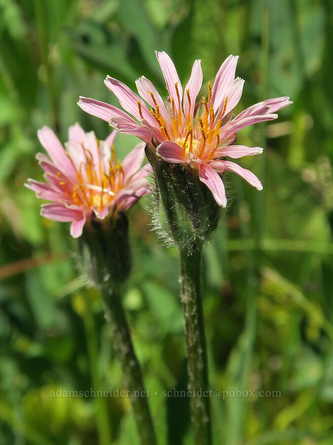 pink agoseris (Agoseris aurantiaca var. carnea (Agoseris lackschewitzii)) [Forest Road 39, Okanogan-Wenatchee National Forest, Okanogan County, Washington]