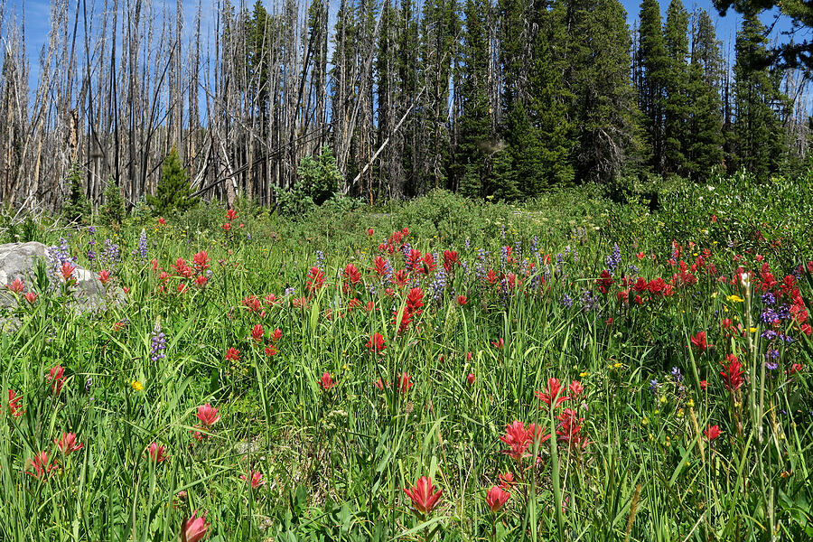 wildflowers (Castilleja miniata, Lupinus sp., Potentilla sp.) [Forest Road 39, Okanogan-Wenatchee National Forest, Okanogan County, Washington]