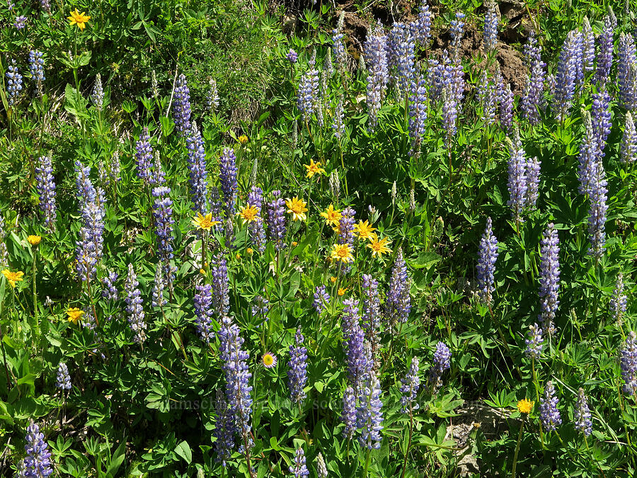 lupines & arnica (Lupinus sp., Arnica sp.) [Forest Road 3820, Okanogan-Wenatchee National Forest, Okanogan County, Washington]
